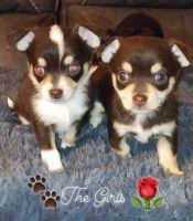 Chiweenie Puppies for sale in Tarpon Springs, FL, USA. price: $550