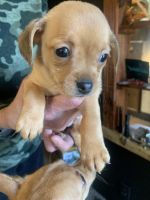 Chiweenie Puppies for sale in Phenix City, Alabama. price: $300
