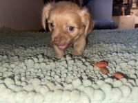 Chiweenie Puppies for sale in Lexington, Kentucky. price: $500