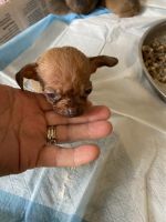 Chiweenie Puppies for sale in Benson, NC 27504, USA. price: $600