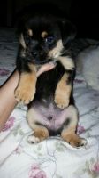 Chiweenie Puppies for sale in Cincinnati, OH, USA. price: NA