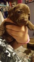 Chiweenie Puppies for sale in Milwaukee, WI, USA. price: NA