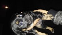 Chiweenie Puppies for sale in Tucson, AZ, USA. price: NA