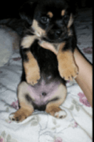 Chiweenie Puppies for sale in Los Angeles, CA, USA. price: NA