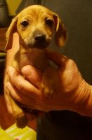 Chiweenie Puppies for sale in Magnolia, TX, USA. price: NA