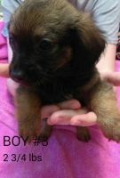 Chiweenie Puppies for sale in Joplin, MO, USA. price: NA