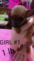 Chiweenie Puppies for sale in Joplin, MO, USA. price: NA