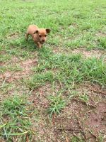 Chiweenie Puppies for sale in Berkeley, CA, USA. price: NA