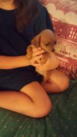 Chiweenie Puppies for sale in Dry Creek, LA 70637, USA. price: NA