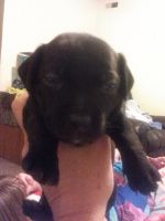 Chiweenie Puppies for sale in Indianapolis, IN, USA. price: NA