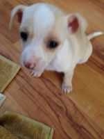 Chiweenie Puppies for sale in Perris, CA, USA. price: NA