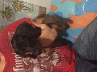 Chiweenie Puppies for sale in Fort Lauderdale, FL, USA. price: NA