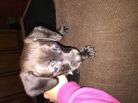 Chiweenie Puppies for sale in New Waterford, OH 44445, USA. price: NA