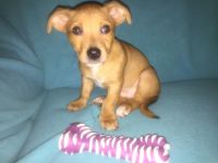 Chiweenie Puppies for sale in Lawrenceville, GA, USA. price: NA