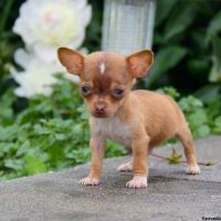 Chiweenie Puppies for sale in Campus Drive, Stanford, CA 94305, USA. price: NA