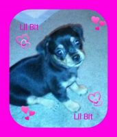 Chiweenie Puppies for sale in Foley, AL 36535, USA. price: NA