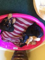 Chiweenie Puppies for sale in West Palm Beach, FL, USA. price: NA