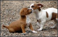 Chiweenie Puppies for sale in Statham, GA, USA. price: NA