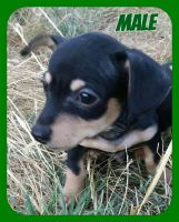 Chiweenie Puppies for sale in Albany, OR, USA. price: NA