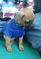 Chiweenie Puppies for sale in Albany, OR 97321, USA. price: NA
