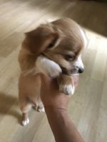 Chiweenie Puppies for sale in Woodridge, IL, USA. price: NA