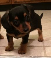 Chiweenie Puppies for sale in Ames, IA, USA. price: NA