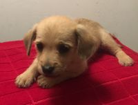 Chiweenie Puppies for sale in Lawrenceville, GA, USA. price: NA