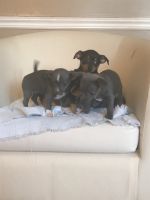 Chiweenie Puppies for sale in Woodridge, IL, USA. price: NA