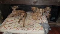 Chiweenie Puppies for sale in Magnolia, TX, USA. price: NA