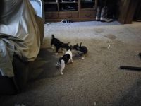 Chiweenie Puppies for sale in Sandusky, OH 44870, USA. price: NA