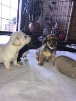 Chiweenie Puppies for sale in Crete, IL 60417, USA. price: NA