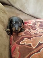 Chiweenie Puppies for sale in Independence, VA 24348, USA. price: NA