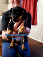 Chiweenie Puppies for sale in Central Point, OR, USA. price: NA