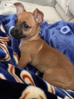 Chiweenie Puppies for sale in Elk Grove, CA, USA. price: NA