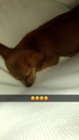 Chiweenie Puppies for sale in Hillsborough, NC 27278, USA. price: NA