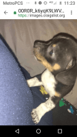 Chiweenie Puppies for sale in Rome, GA, USA. price: NA