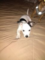 Chiweenie Puppies for sale in New Bern, NC, USA. price: NA