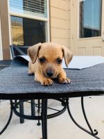 Chiweenie Puppies for sale in Austin, TX 78728, USA. price: NA