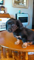 Chiweenie Puppies for sale in Ambia, IN 47917, USA. price: NA