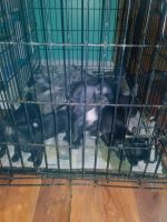Chiweenie Puppies for sale in Charleroi, PA 15022, USA. price: NA