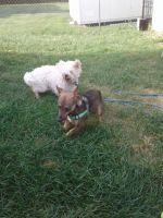 Chiweenie Puppies for sale in Des Plaines, IL, USA. price: NA