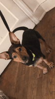 Chiweenie Puppies for sale in Greensboro, NC, USA. price: NA