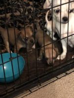 Chiweenie Puppies for sale in Loris, SC 29569, USA. price: NA