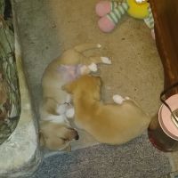 Chiweenie Puppies for sale in Gainesville, GA, USA. price: NA