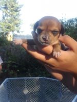 Chiweenie Puppies for sale in Tacoma, WA, USA. price: NA