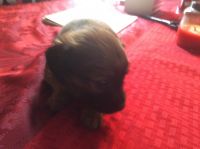 Chiweenie Puppies for sale in PA-286, Pennsylvania, USA. price: NA