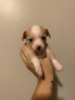 Chiweenie Puppies for sale in Brandon, FL, USA. price: NA