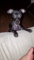 Chiweenie Puppies for sale in Arlington, TX, USA. price: NA