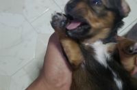 Chiweenie Puppies for sale in The Bronx, NY, USA. price: NA