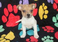 Chiweenie Puppies for sale in Jackson Township, NJ, USA. price: NA